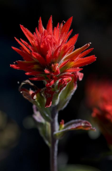 Castilleja 3447.jpg